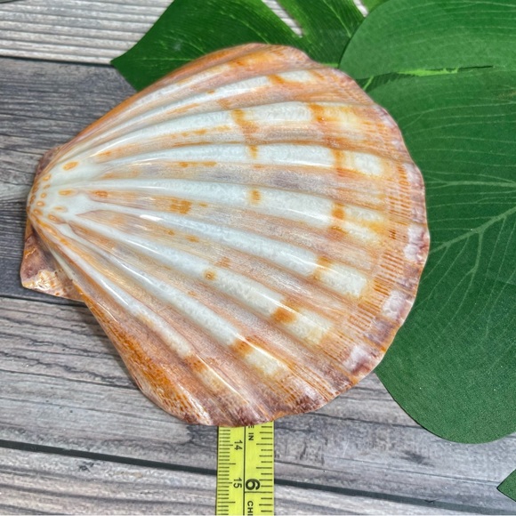 Large Polished Lions Paw Seashell Coral Purple Crafting Display Shell Collector - Picture 13 of 14